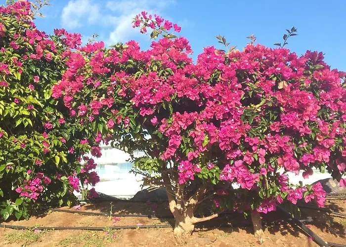 Garden City Costa Adeje 1 Bedroom Apartment Large Balcony Close To Beach アパート