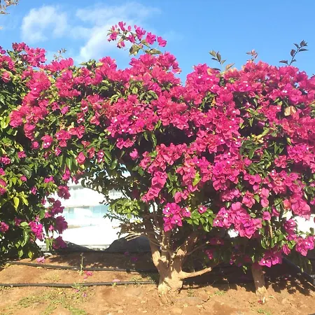 Garden Costa Adeje 1 Bedroom Large Balcony Close To Apartment